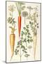Carrot, Parsnip and Parsley-Elizabeth Rice-Mounted Giclee Print