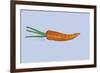 Carrot-Sarah Thompson-Engels-Framed Giclee Print