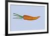 Carrot-Sarah Thompson-Engels-Framed Giclee Print