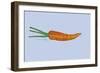 Carrot-Sarah Thompson-Engels-Framed Giclee Print