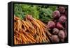 Carrots and beets, USA-Jim Engelbrecht-Framed Stretched Canvas