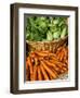 Carrots and Greens, Ferry Building Farmer's Market, San Francisco, California, USA-Inger Hogstrom-Framed Photographic Print