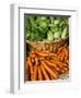 Carrots and Greens, Ferry Building Farmer's Market, San Francisco, California, USA-Inger Hogstrom-Framed Photographic Print