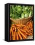 Carrots and Greens, Ferry Building Farmer's Market, San Francisco, California, USA-Inger Hogstrom-Framed Stretched Canvas
