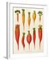 Carrots and Turnips: from the "Album Benary" Tab. XIV-G. Severeyns-Framed Giclee Print