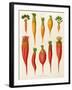 Carrots and Turnips: from the "Album Benary" Tab. XIV-G. Severeyns-Framed Giclee Print