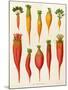 Carrots and Turnips: from the "Album Benary" Tab. XIV-G. Severeyns-Mounted Giclee Print