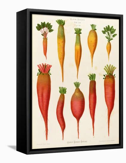 Carrots and Turnips: from the "Album Benary" Tab. XIV-G. Severeyns-Framed Stretched Canvas