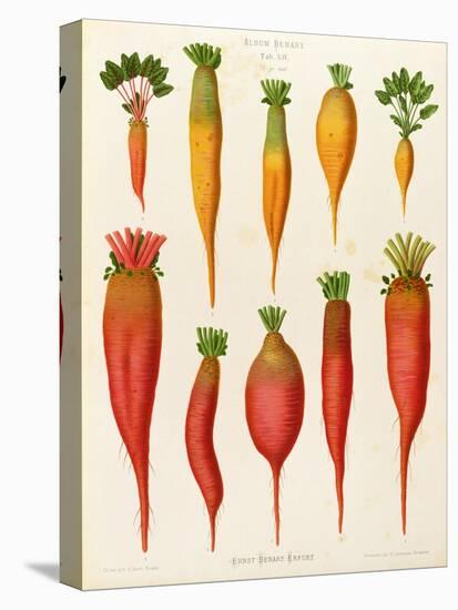 Carrots and Turnips: from the "Album Benary" Tab. XIV-G. Severeyns-Stretched Canvas