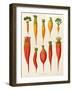 Carrots and Turnips: from the "Album Benary" Tab. XIV-G. Severeyns-Framed Giclee Print