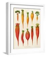 Carrots and Turnips: from the "Album Benary" Tab. XIV-G. Severeyns-Framed Giclee Print