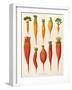 Carrots and Turnips: from the "Album Benary" Tab. XIV-G. Severeyns-Framed Giclee Print