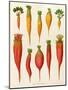 Carrots and Turnips: from the "Album Benary" Tab. XIV-G. Severeyns-Mounted Giclee Print