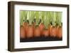 Carrots in Soil-Foodcollection-Framed Photographic Print