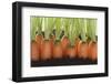 Carrots in Soil-Foodcollection-Framed Photographic Print