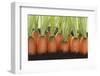 Carrots in Soil-Foodcollection-Framed Photographic Print