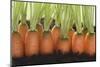 Carrots in Soil-Foodcollection-Mounted Photographic Print