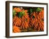 Carrots, Metkovic, Dalmatia, Croatia-Russell Young-Framed Photographic Print