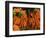 Carrots, Metkovic, Dalmatia, Croatia-Russell Young-Framed Photographic Print