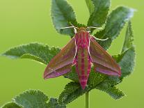 Elephant Hawkmoth, County Clare, Munster, Republic of Ireland, Europe-Carsten Krieger-Photographic Print