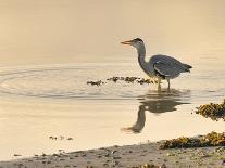 Grey Heron (Ardea cinerea), County Clare, Munster, Republic of Ireland, Europe-Carsten Krieger-Photographic Print
