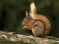 Red Squirrel, County Laois, Leinster, Republic of Ireland, Europe-Carsten Krieger-Photographic Print