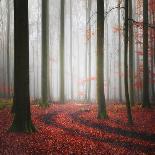 Autumnal Tracks-Carsten Meyerdierks-Stretched Canvas