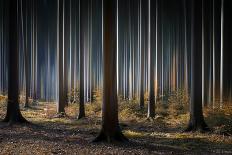 Mystic Wood-Carsten Meyerdierks-Photographic Print
