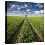 Autumnal Tracks-Carsten Meyerdierks-Stretched Canvas