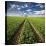 Autumnal Tracks-Carsten Meyerdierks-Photographic Print