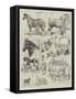 Cart-Horse Show at the Agricultural Hall-Alfred Courbould-Framed Stretched Canvas