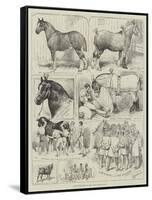 Cart-Horse Show at the Agricultural Hall-Alfred Courbould-Framed Stretched Canvas