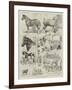Cart-Horse Show at the Agricultural Hall-Alfred Courbould-Framed Giclee Print