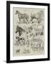 Cart-Horse Show at the Agricultural Hall-Alfred Courbould-Framed Giclee Print