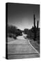 Cart Path on Desert Golf Course Arizona-null-Stretched Canvas