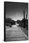 Cart Path on Desert Golf Course Arizona-null-Framed Stretched Canvas