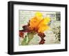 Carte Postale Iris-Amy Melious-Framed Art Print