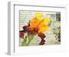 Carte Postale Iris-Amy Melious-Framed Art Print