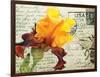 Carte Postale Iris-Amy Melious-Framed Art Print