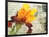 Carte Postale Iris-Amy Melious-Framed Art Print