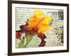 Carte Postale Iris-Amy Melious-Framed Art Print