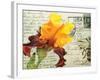 Carte Postale Iris-Amy Melious-Framed Art Print