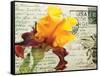 Carte Postale Iris-Amy Melious-Framed Stretched Canvas