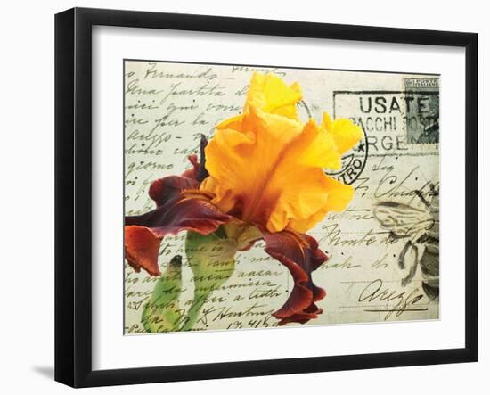 Carte Postale Iris-Amy Melious-Framed Art Print