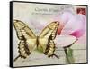 Carte Postale Magnolia I-Amy Melious-Framed Stretched Canvas