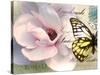 Carte Postale Magnolia II-Amy Melious-Stretched Canvas