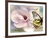 Carte Postale Magnolia II-Amy Melious-Framed Art Print