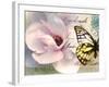 Carte Postale Magnolia II-Amy Melious-Framed Art Print