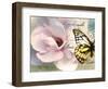 Carte Postale Magnolia II-Amy Melious-Framed Art Print