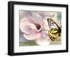 Carte Postale Magnolia II-Amy Melious-Framed Art Print